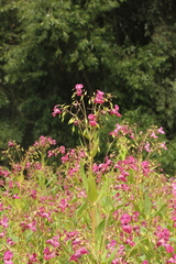 Impatiens glandulifera