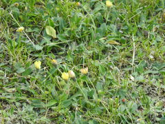 Pilosella officinarum