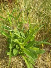 Dipsacus fullonum