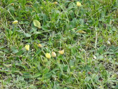 Pilosella officinarum