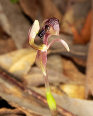 Chiloglottis formicifera