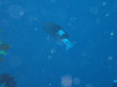 Gracila albomarginata
