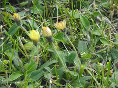 Pilosella officinarum