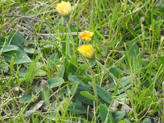 Pilosella officinarum