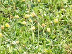 Pilosella officinarum