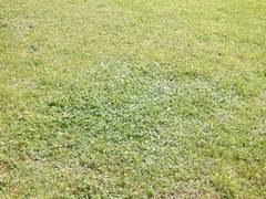 Pilosella officinarum