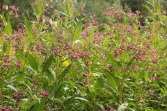 Impatiens glandulifera