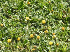 Pilosella officinarum