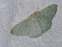 Prasinocyma ocyptera