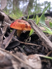 Amanita xanthocephala