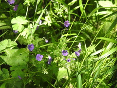 Geranium pyrenaicum
