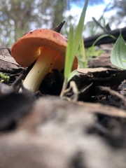 Amanita xanthocephala