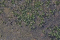 Monocarpus sphaerocarpus