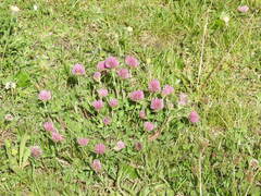 Trifolium pratense