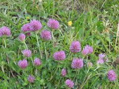 Trifolium pratense