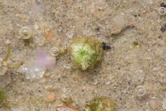 Monocarpus sphaerocarpus