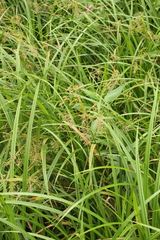 Scirpus sylvaticus
