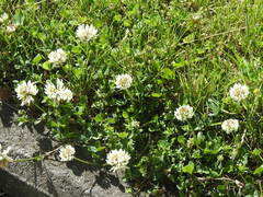 Trifolium repens