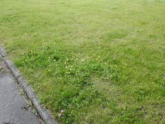 Pilosella officinarum