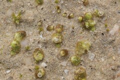 Monocarpus sphaerocarpus