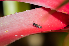 Dolichurus