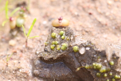 Monocarpus sphaerocarpus