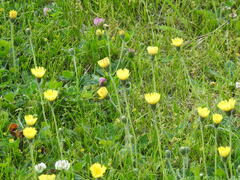 Pilosella officinarum