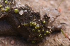 Monocarpus sphaerocarpus