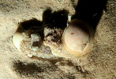 Tectonatica tecta