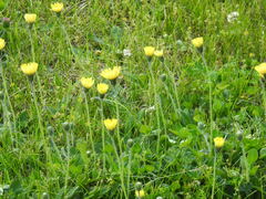 Pilosella officinarum