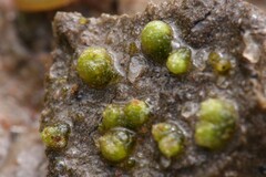 Monocarpus sphaerocarpus