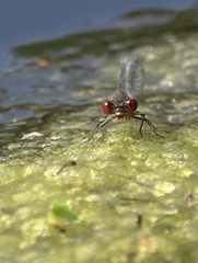 Erythromma