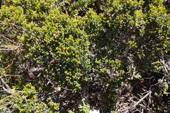 Epacris serpyllifolia