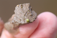 Monocarpus sphaerocarpus