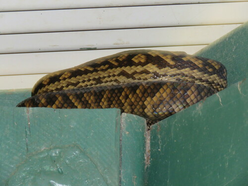Australian Scrub Python sighting