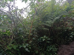 Sphaeropteris tomentosa