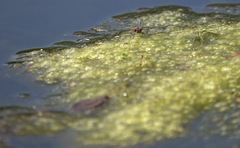 Erythromma