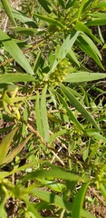 Myoporum montanum