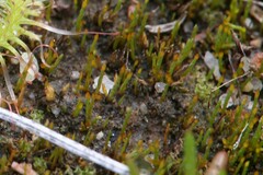 Eccremidium pulchellum