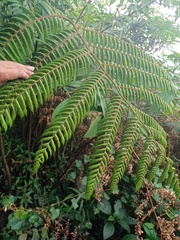 Sphaeropteris tomentosa