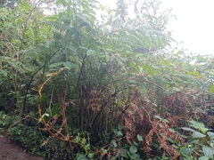 Sphaeropteris tomentosa