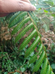 Sphaeropteris tomentosa