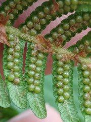 Sphaeropteris tomentosa