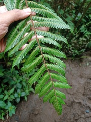 Sphaeropteris tomentosa