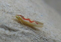 Zygina flammigera
