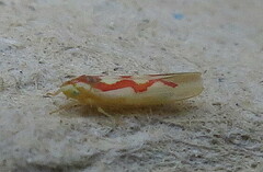 Zygina flammigera