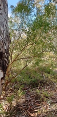 Myoporum montanum