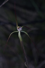 Caladenia dimidia