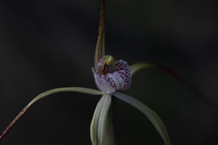 Caladenia dimidia