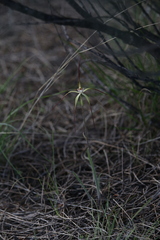 Caladenia dimidia